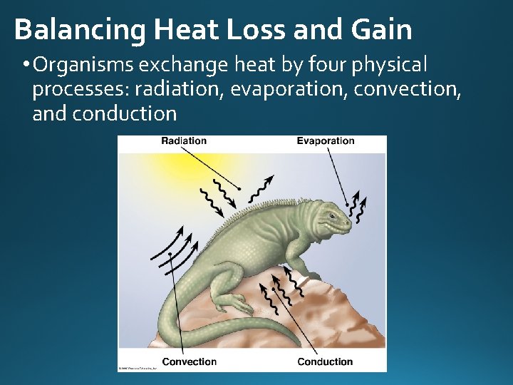 Balancing Heat Loss and Gain • Organisms exchange heat by four physical processes: radiation,