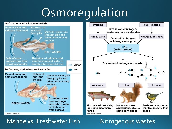 Osmoregulation Marine vs. Freshwater Fish Nitrogenous wastes 