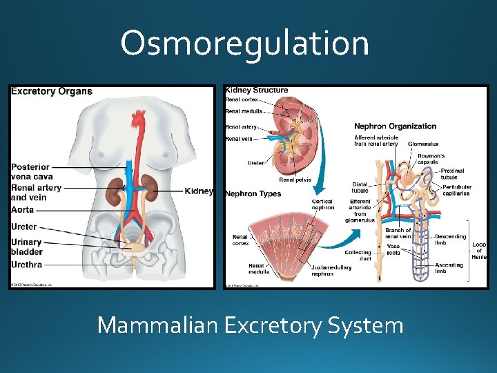 Osmoregulation Mammalian Excretory System 