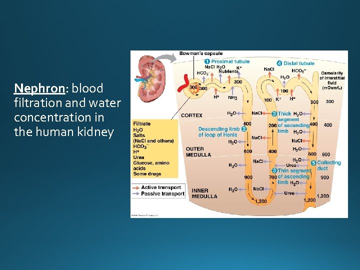 Nephron: blood filtration and water concentration in the human kidney 