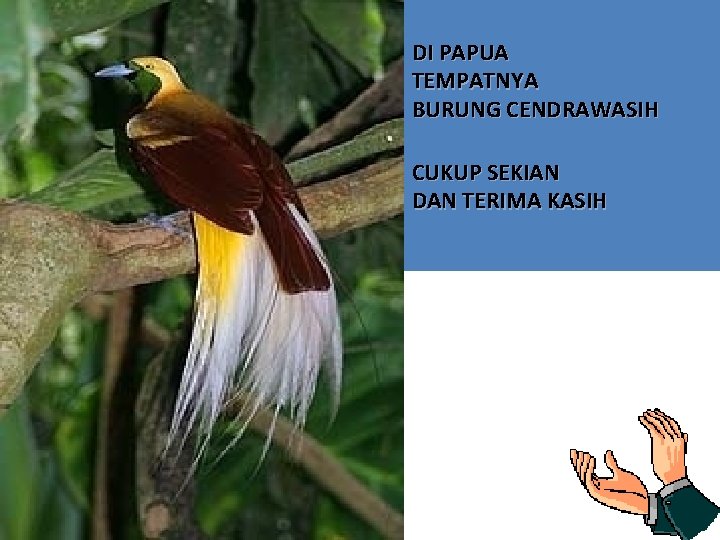 DI PAPUA TEMPATNYA BURUNG CENDRAWASIH CUKUP SEKIAN DAN TERIMA KASIH 52 