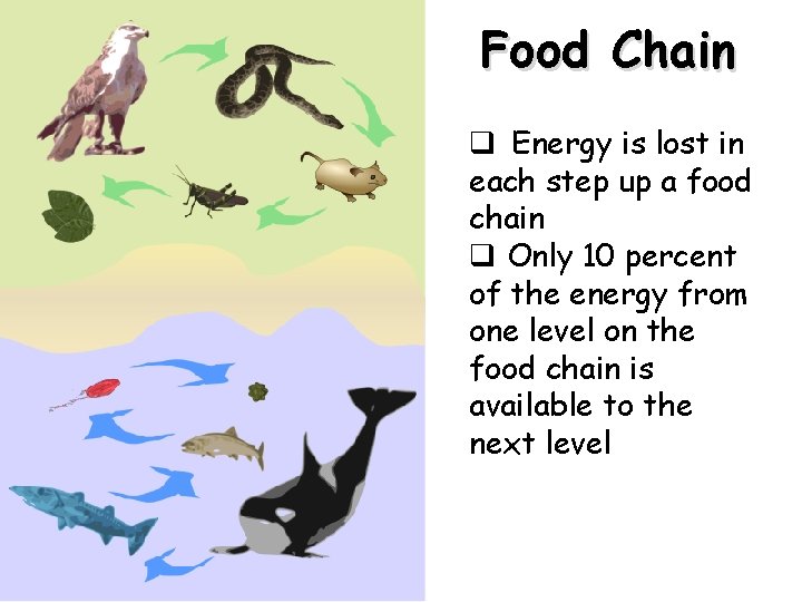 Food Chain q Energy is lost in each step up a food chain q