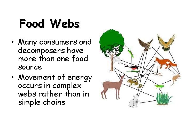 Food Webs • Many consumers and decomposers have more than one food source •