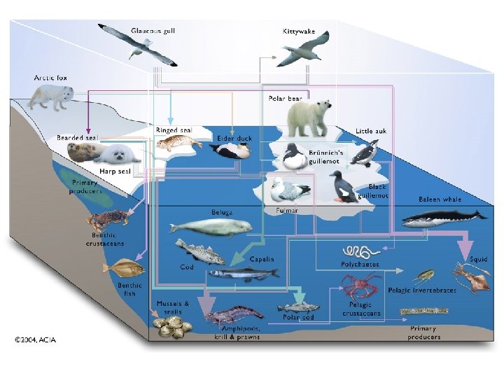 Arctic Marine Food Web 