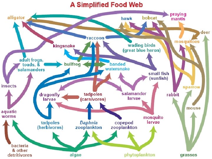 A Simplified Food Web? 