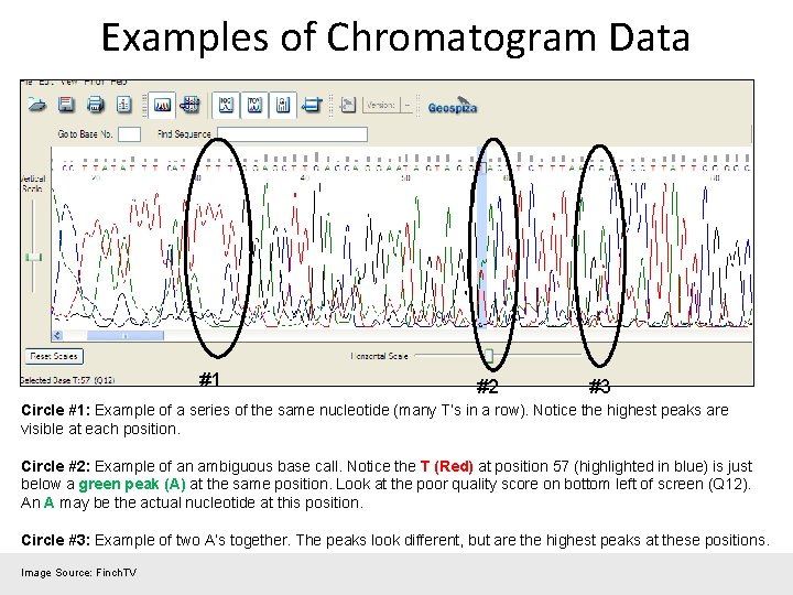 Examples of Chromatogram Data #1 #2 #3 Circle #1: Example of a series of