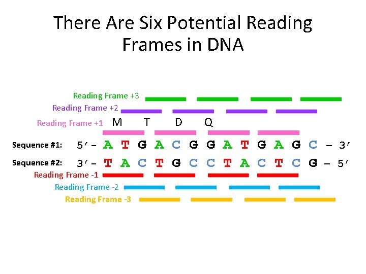 There Are Six Potential Reading Frames in DNA Reading Frame +3 Reading Frame +2