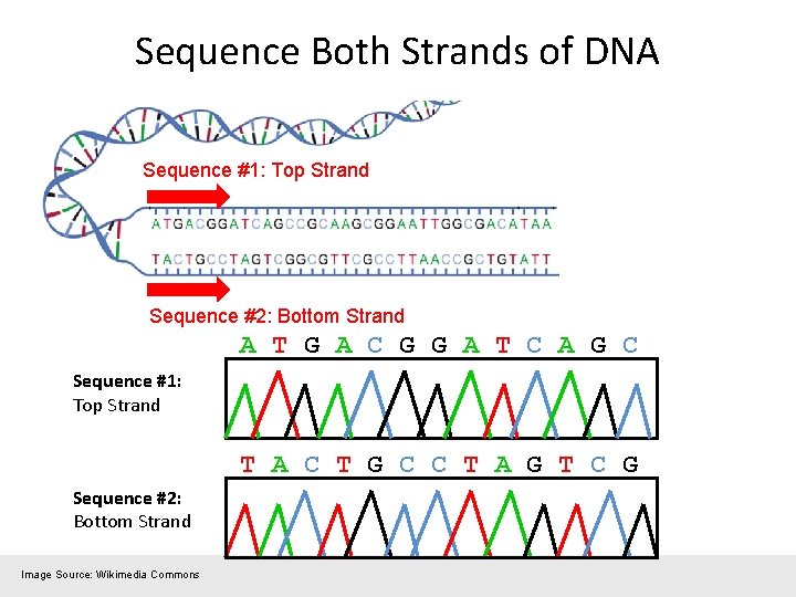 Sequence Both Strands of DNA Sequence #1: Top Strand Sequence #2: Bottom Strand A