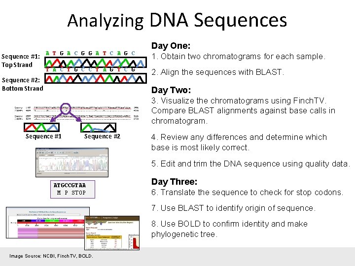 Analyzing DNA Sequences Sequence #1: A T G A C G G A T