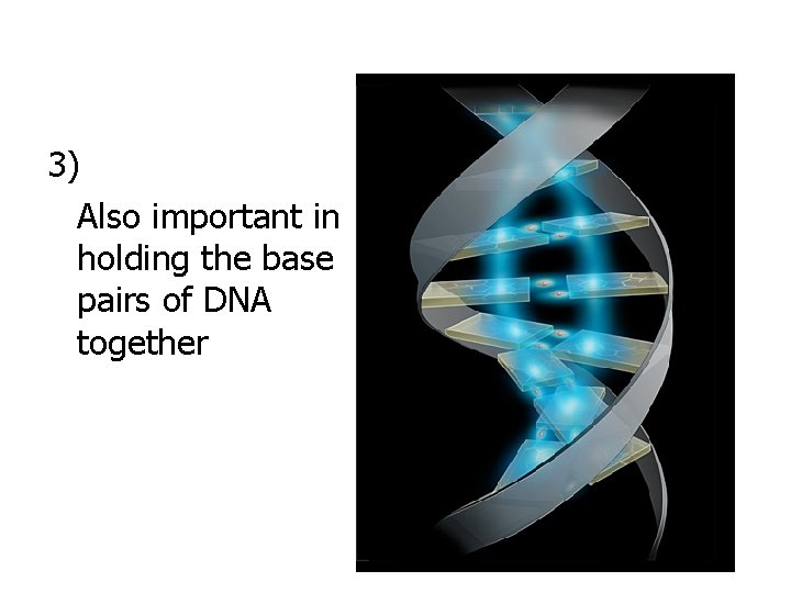 3) Also important in holding the base pairs of DNA together 