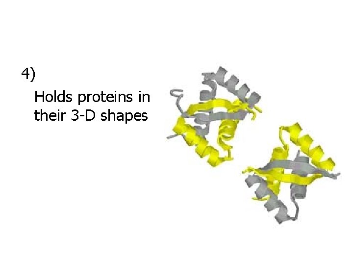 4) Holds proteins in their 3 -D shapes 