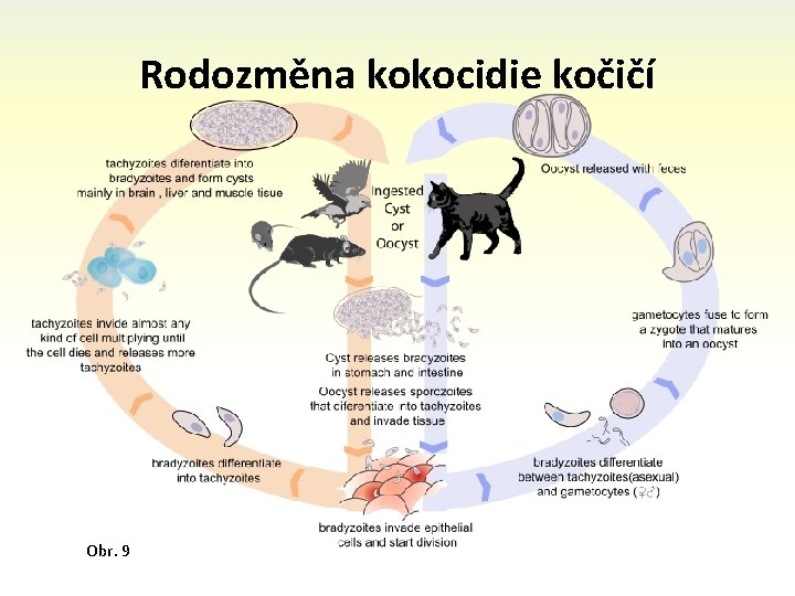 Rodozměna kokocidie kočičí Obr. 9 