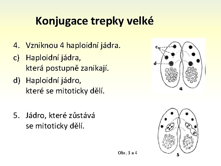 Konjugace trepky velké 4. Vzniknou 4 haploidní jádra. c) Haploidní jádra, která postupně zanikají.