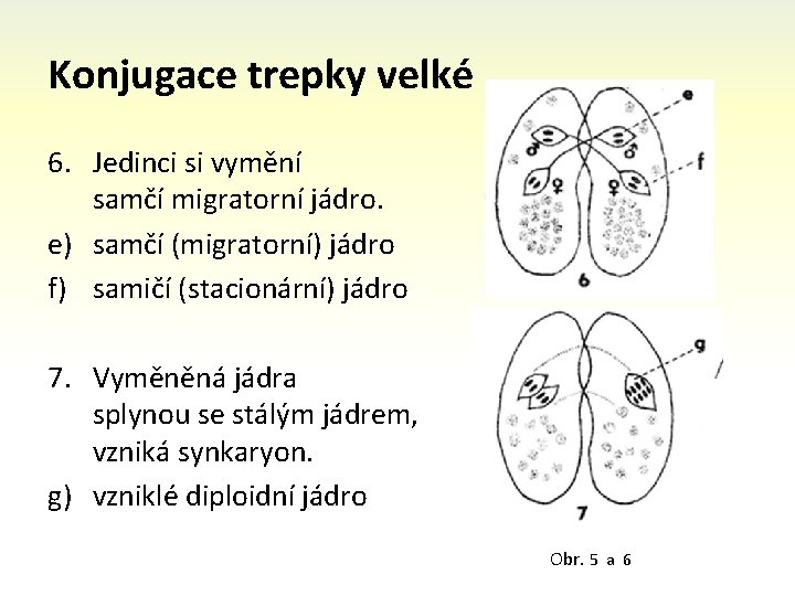 Konjugace trepky velké 6. Jedinci si vymění samčí migratorní jádro. e) samčí (migratorní) jádro