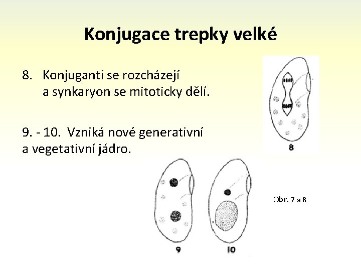 Konjugace trepky velké 8. Konjuganti se rozcházejí a synkaryon se mitoticky dělí. 9. -