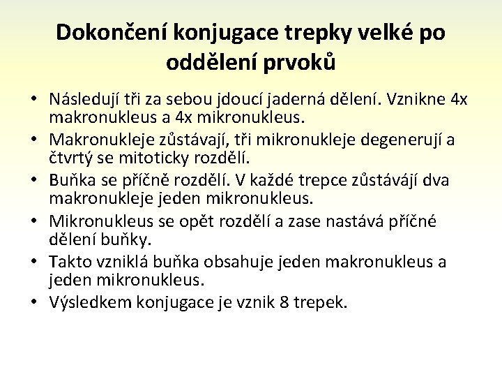 Dokončení konjugace trepky velké po oddělení prvoků • Následují tři za sebou jdoucí jaderná