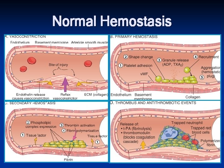 Normal Hemostasis 