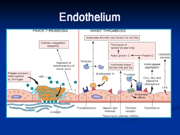 Endothelium 