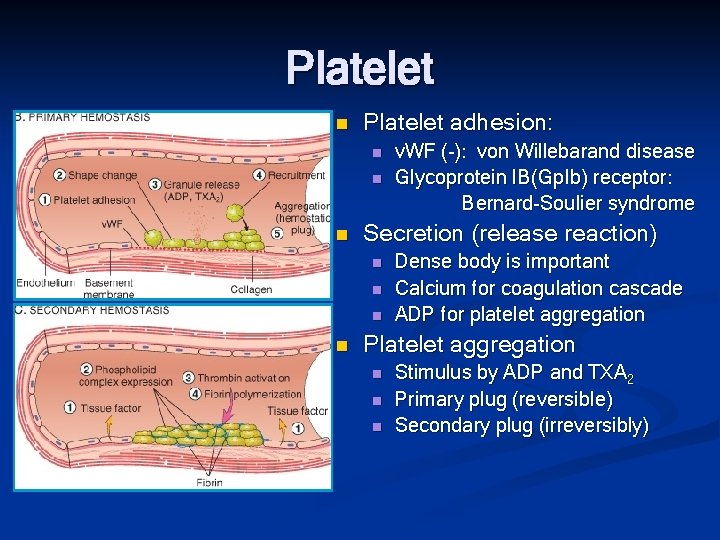 Platelet n Platelet adhesion: n n n Secretion (release reaction) n n v. WF