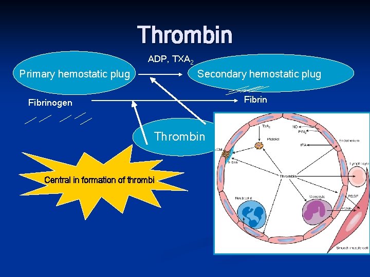Thrombin ADP, TXA 2 Primary hemostatic plug Secondary hemostatic plug Fibrinogen Thrombin Central in