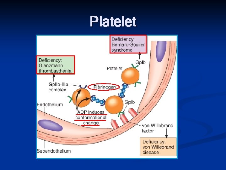 Platelet 