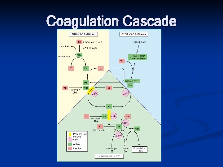 Coagulation Cascade 