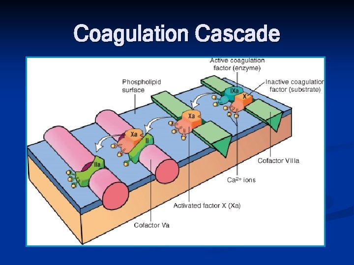 Coagulation Cascade 