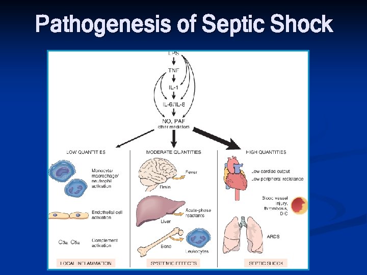 Pathogenesis of Septic Shock 