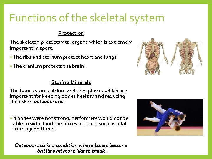 Functions of the skeletal system Protection The skeleton protects vital organs which is extremely