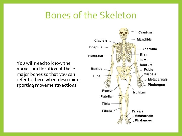 Bones of the Skeleton You will need to know the names and location of