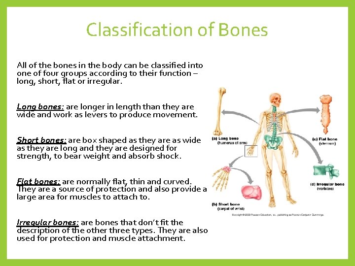 Classification of Bones All of the bones in the body can be classified into