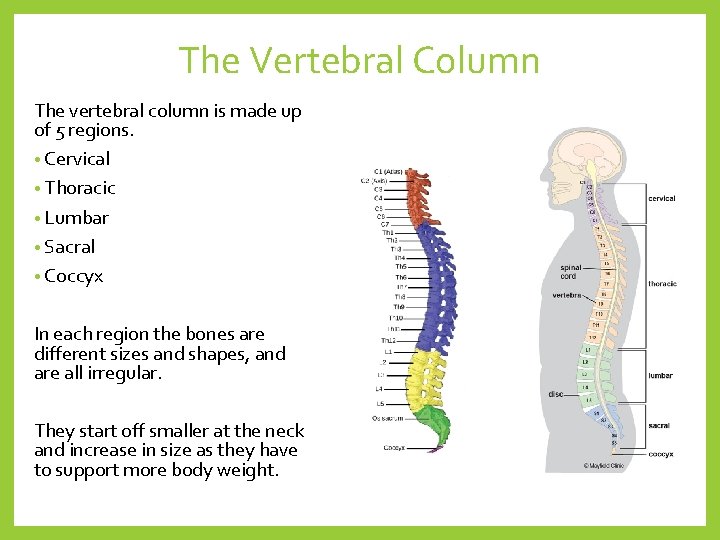The Vertebral Column The vertebral column is made up of 5 regions. • Cervical