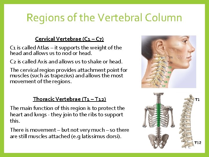 Regions of the Vertebral Column Cervical Vertebrae (C 1 – C 7) C 1