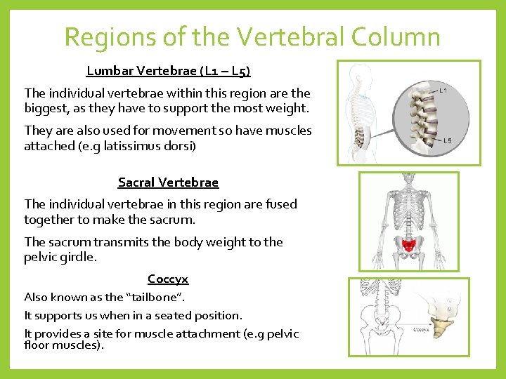 Regions of the Vertebral Column Lumbar Vertebrae (L 1 – L 5) The individual