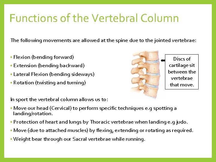 Functions of the Vertebral Column The following movements are allowed at the spine due