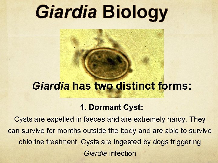 Understanding Giardia Maren von der Heyde National Breed