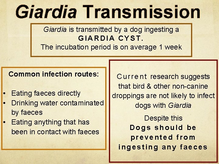 Understanding Giardia Maren von der Heyde National Breed