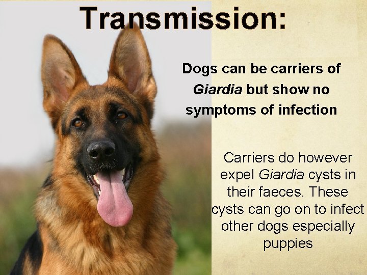 Understanding Giardia Maren von der Heyde National Breed