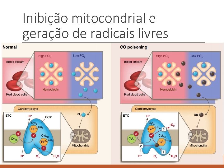 Inibição mitocondrial e geração de radicais livres 