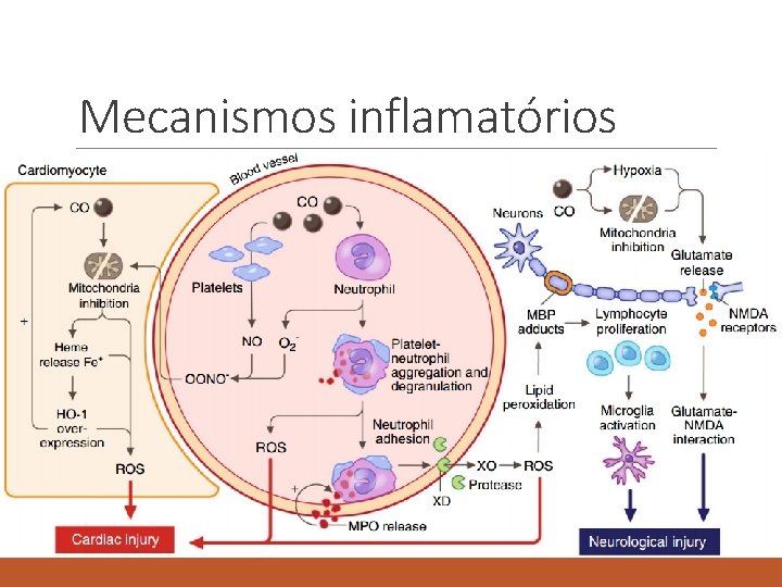 Mecanismos inflamatórios 