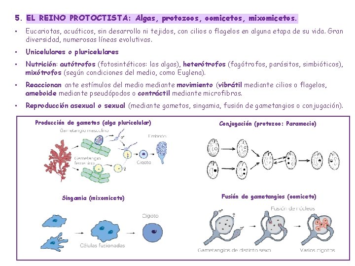 5. EL REINO PROTOCTISTA: Algas, protozoos, oomicetos, mixomicetos. • Eucariotas, acuáticos, sin desarrollo ni
