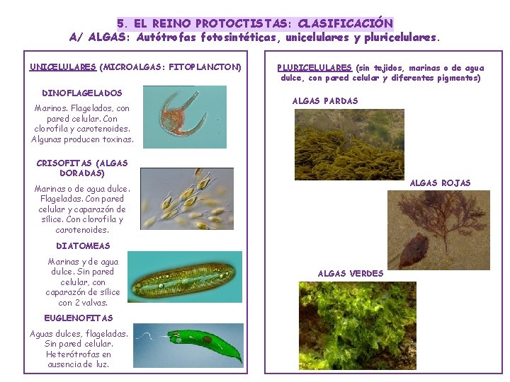 5. EL REINO PROTOCTISTAS: CLASIFICACIÓN A/ ALGAS: Autótrofas fotosintéticas, unicelulares y pluricelulares. UNICELULARES (MICROALGAS: