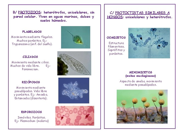 B/ PROTOZOOS: heterótrofos, unicelulares, sin pared celular. Viven en aguas marinas, dulces y suelos