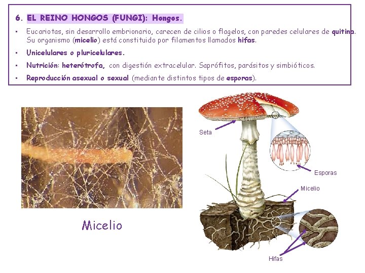 6. EL REINO HONGOS (FUNGI): Hongos. • Eucariotas, sin desarrollo embrionario, carecen de cilios