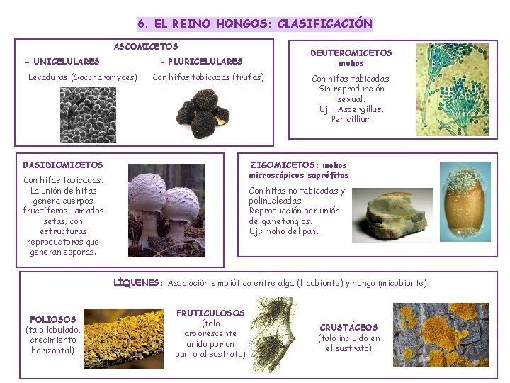 6. EL REINO HONGOS: CLASIFICACIÓN ASCOMICETOS - UNICELULARES DEUTEROMICETOS mohos - PLURICELULARES Levaduras (Saccharomyces)