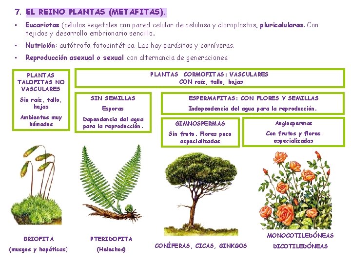 7. EL REINO PLANTAS (METAFITAS). • Eucariotas (células vegetales con pared celular de celulosa