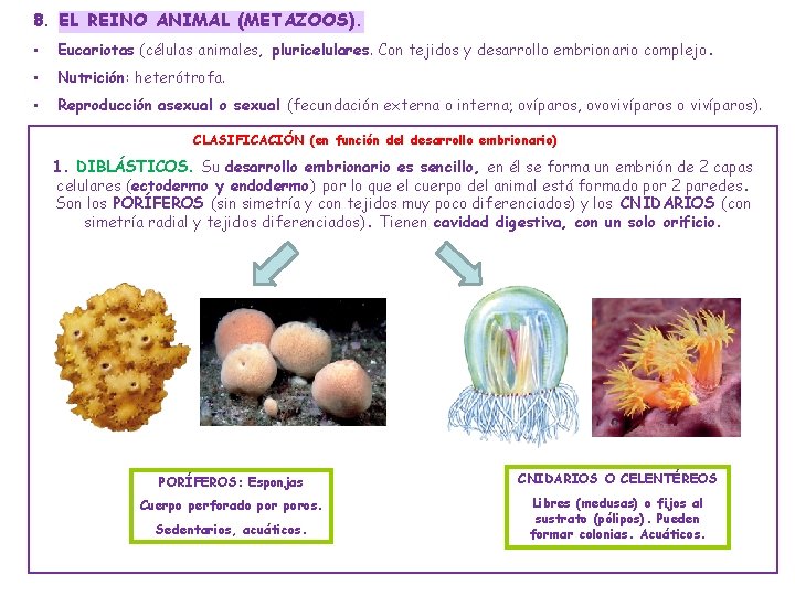 8. EL REINO ANIMAL (METAZOOS). • Eucariotas (células animales, pluricelulares. Con tejidos y desarrollo