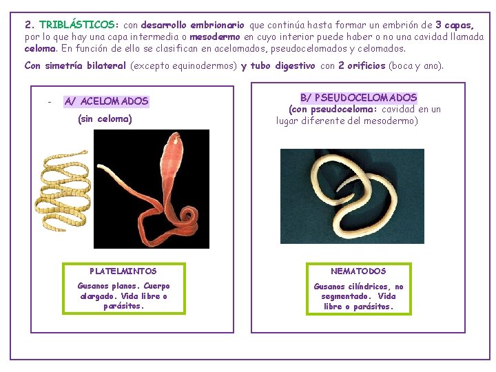 2. TRIBLÁSTICOS: con desarrollo embrionario que continúa hasta formar un embrión de 3 capas,