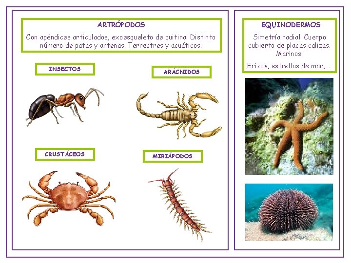 ARTRÓPODOS EQUINODERMOS Con apéndices articulados, exoesqueleto de quitina. Distinto número de patas y antenas.