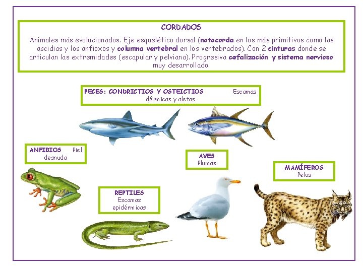 CORDADOS Animales más evolucionados. Eje esquelético dorsal (notocorda en los más primitivos como las